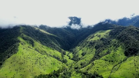 Biggest palms forest in the world 動画素材 250634780