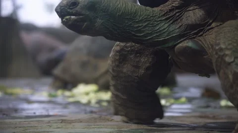 Biggest tortoise eat fresh vegetables Stock Footage 59169779