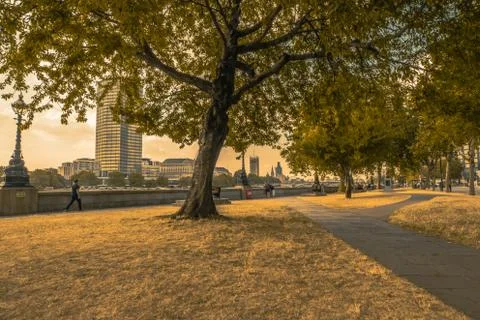 Biggest tree by the river Thames path way in Vauxhall Stock Photos