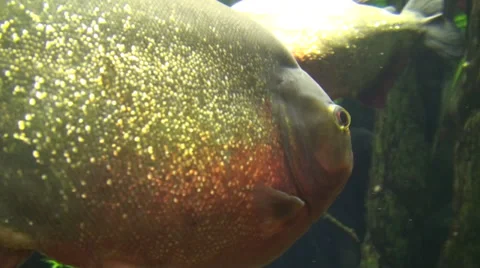 Bigh fish swims Video stock 39779720