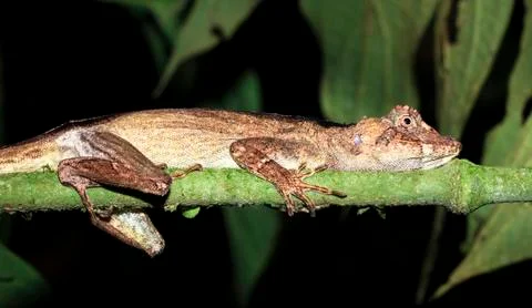 Bighead anole in Belize Stock Photos
