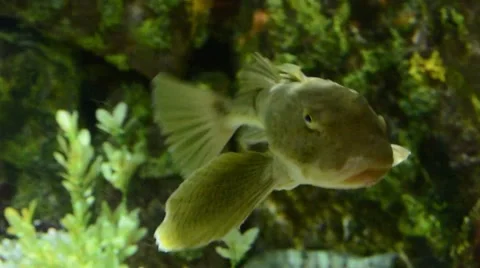 Bighead Searobin Video stock 64825649