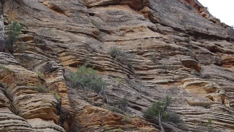 Bighorm sheep pan Stock Footage 78045518