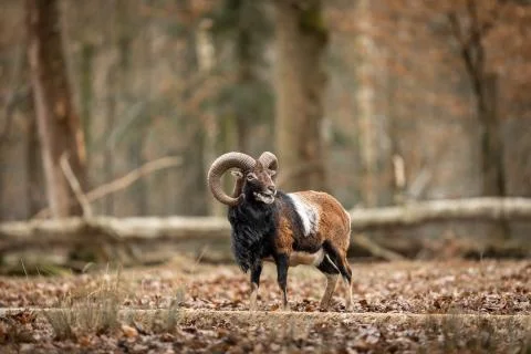 Bighorn in the forest Stock Photos
