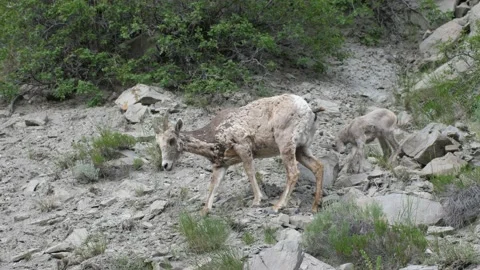 Bighorn Lamb Stock Footage 172549668