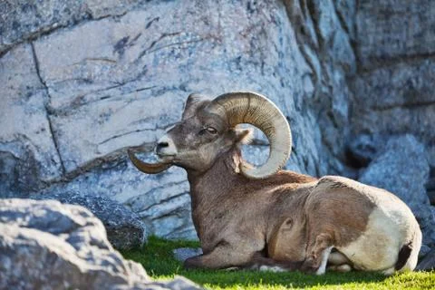 Bighorn Stock-Fotos