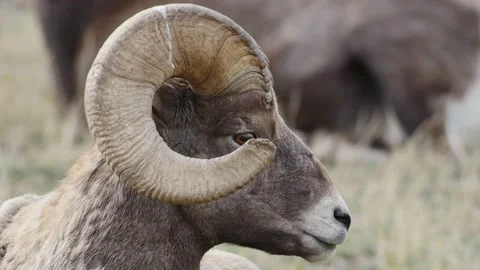 Bighorn Ram Close Up Stock Footage 172592803