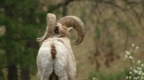 Bighorn ram confronts another ram Stock-Footage 11837885