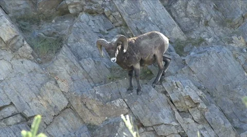 BIGHORN RAM DOWN MOUNTAIN SIDE Video stock 18194341