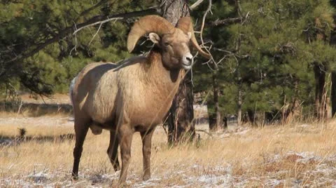 Bighorn ram Stock Footage 10568450
