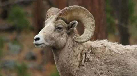 Bighorn ram Stock-Footage 11837931