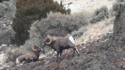 Bighorn Ram Heads Stock Footage 172553880