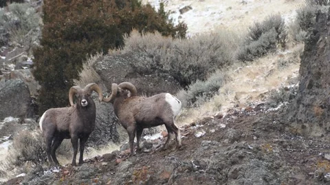 Bighorn Ram Heads Stock Footage 172554863