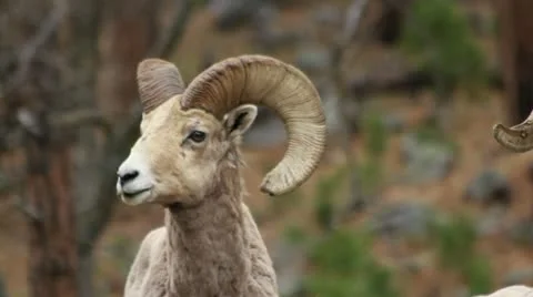 Bighorn ram MCS while another ram crosses in front him Stock-Footage 11839017
