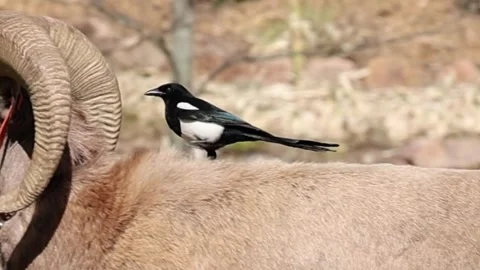 Bighorn Ram Walking with Magpie Close-Up Stock Footage 336472711