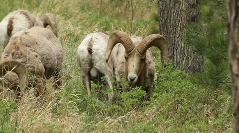 Bighorn rams graze Stock-Footage 11832521