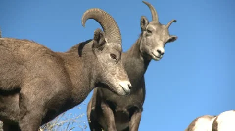 Bighorn Sheep Close Up Stock Footage 11358310
