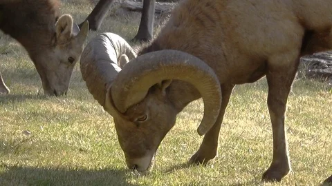 Bighorn Sheep Closeup Stock Footage 94131874