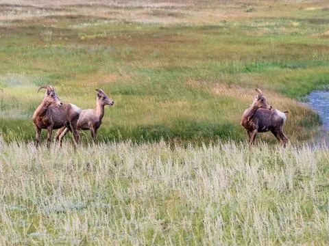 Bighorn sheep duo standing alert in a grassy meadow. Foto stock