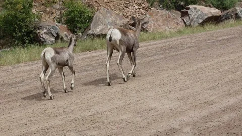 Bighorn sheep ewe and lamb running through a canyon. Stock Footage 346180129