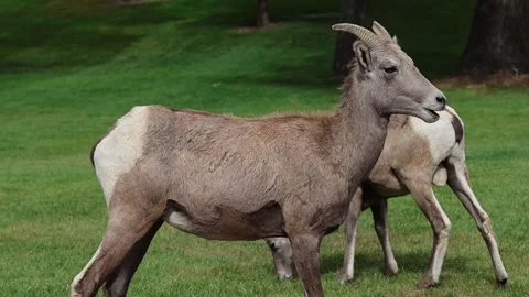 Bighorn Sheep Ewe – Close-Up, Posing Stock Footage 346409122