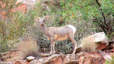 Bighorn sheep ewe Stock Footage 305253