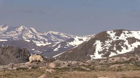 Bighorn Sheep Ewe Video stock 77572560
