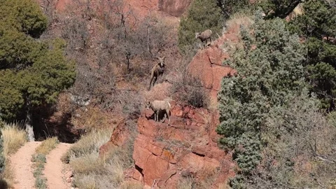 Bighorn sheep ewe on red rocks Stock Footage 337580685