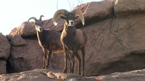 Bighorn Sheep Stock-Footage 622951