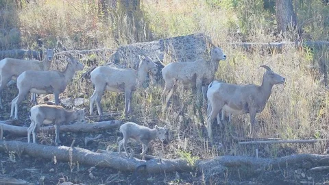 Bighorn Sheep Stock Footage 90207385
