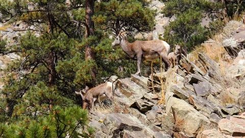 Bighorn sheep Stock Footage 98010301