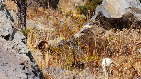 Bighorn sheep Stock Footage 98010325