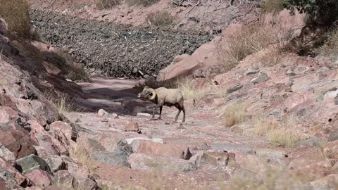 Bighorn sheep Stock Footage 336472505