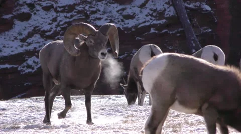 Bighorn Sheep Herd Male Ram Breath Vapor in Cold Winter Weather Stock Footage 59121507