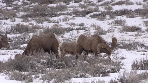 Bighorn Sheep Herd in Winter Stock-Footage 122249653