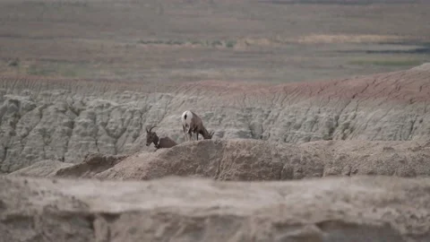 Bighorn sheep on a hill Stock Footage 150231507