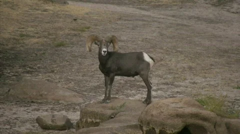 Bighorn Sheep in Joshua Tree Stock Footage