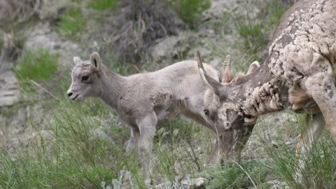 Bighorn Sheep Lamb Stock Footage 172550959