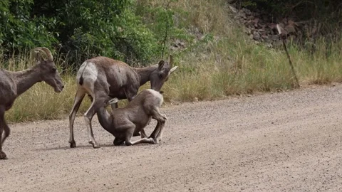 Bighorn sheep lamb nursing from its mother. Stock Footage 346182863
