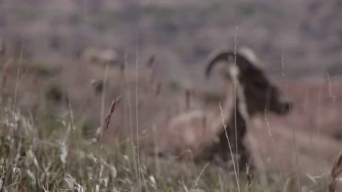 Bighorn Sheep Laying Down Stock Footage 79544783