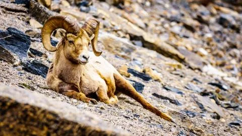 Bighorn Sheep laying down in Jasper National Park Stock Photos