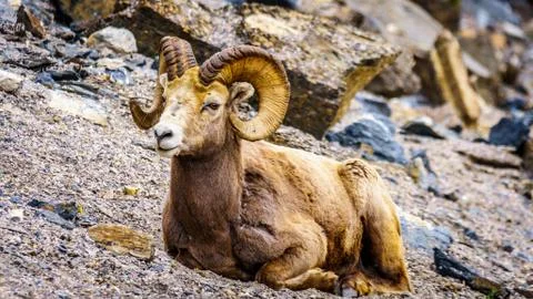 Bighorn Sheep laying down in Jasper National Park Stock Photos