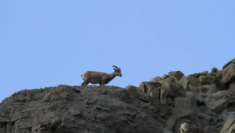 Bighorn Sheep on a ledge Stock Footage 8645136