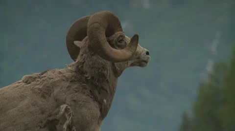 Bighorn sheep on mountain Stock Footage 61085072