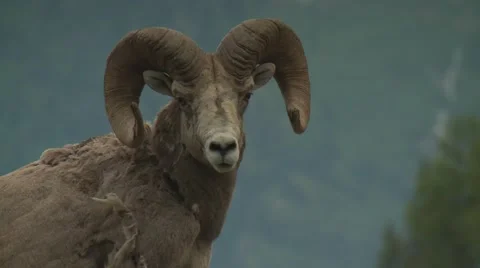Bighorn sheep on mountain Video stock 61085073