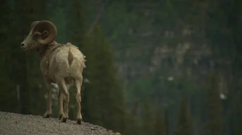 Bighorn sheep on mountain Stock Footage 61085079