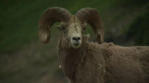 Bighorn sheep on mountain Stock Footage 61085085