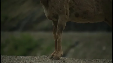 Bighorn sheep on mountain Stock Footage 61085086