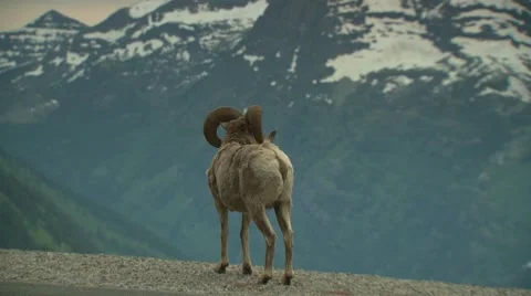 Bighorn sheep on mountain Stock Footage 61085092