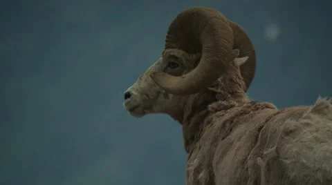Bighorn sheep on mountain Stock Footage 61085107